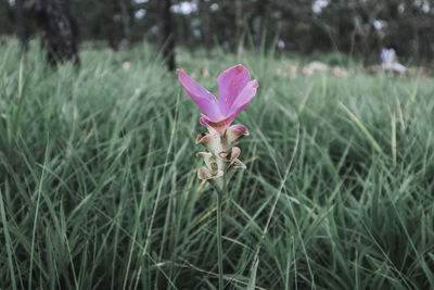 Close-up of pink flowering plant on land