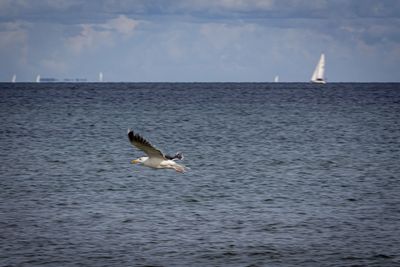 Seagull flying over sea