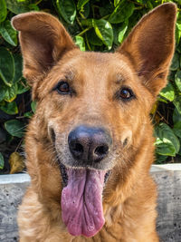 Close-up portrait of dog sticking out tongue