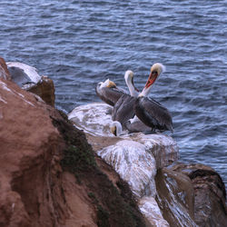 Pelicans perching on rock in sea