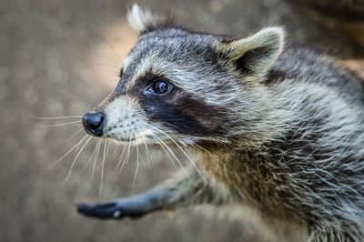 Close-up of an animal