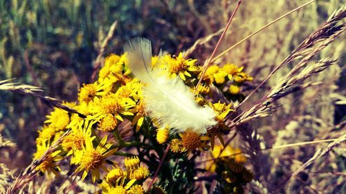 Close-up of yellow flowering plant on field