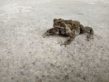 Close-up of frog on ground
