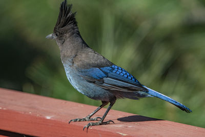 Close-up of bird perching on plant