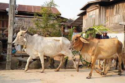 Herd of a horse