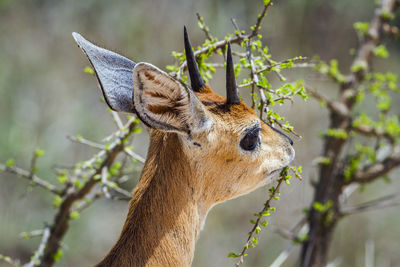 Close-up of klipspringer feeding on plant