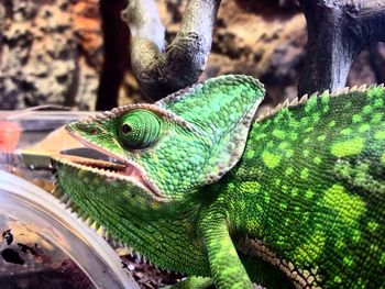 Close-up of lizard on leaf