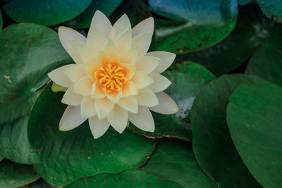 High angle view of flowering plant