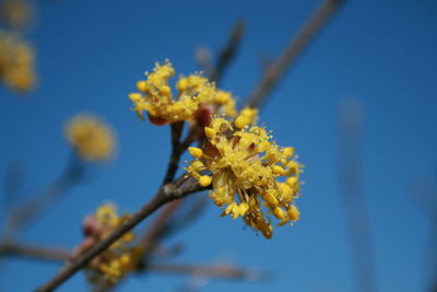 Close-up of yellow flowering plant against blue sky