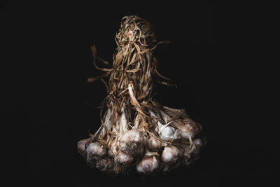 Close-up of firework display over black background