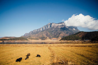 Pigs on land by mountain against sky