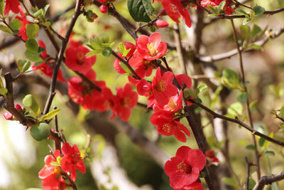 Close-up of red flowering plant