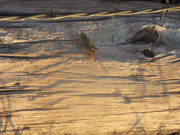 High angle view of lizard on wood
