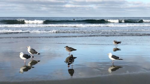 Flock of seagulls on beach