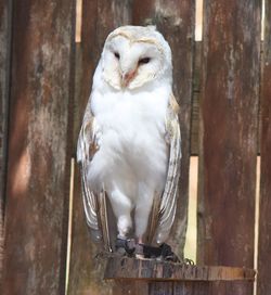 Close-up of owl perching on wood