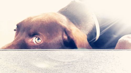 Close-up portrait of a dog