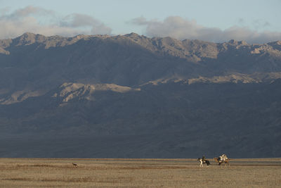 View of a sheep on landscape