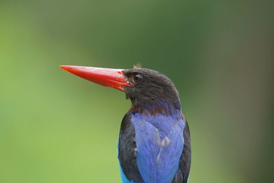 Close-up of bird