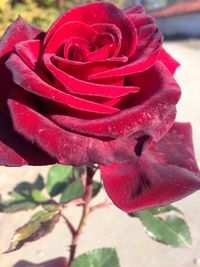 Close-up of pink rose
