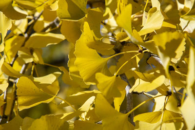 Close-up of yellow flowering plant