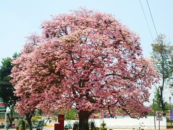 Low angle view of pink flowers