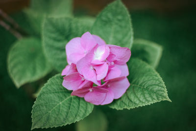 Close-up of pink rose flower