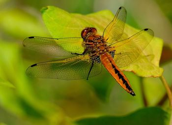 Close-up of butterfly on leaf