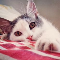 Close-up portrait of cat on bed