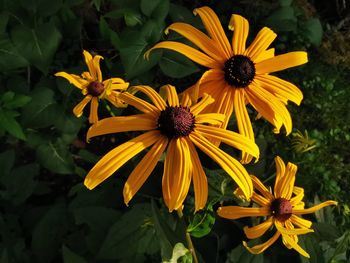 High angle view of yellow black-eyed and plant