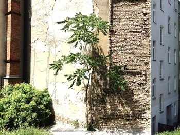 Ivy growing on wall