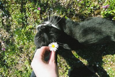 Cropped image of hand holding cat by flower