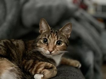 Close-up portrait of tabby kitten