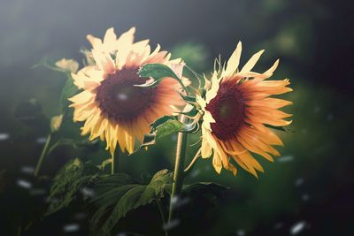 Close-up of sunflowers growing on field