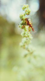 Close-up of insect on plant