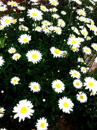 Close-up of white daisy flowers