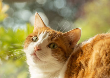 Close-up of cat looking away