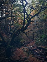 Trees growing in forest