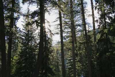 Low angle view of trees in forest