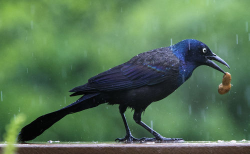 Close-up of a bird perching on a water