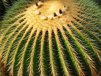 Full frame shot of succulent plants on field