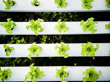 Full frame shot of plants