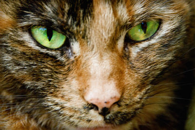 Close-up portrait of cat