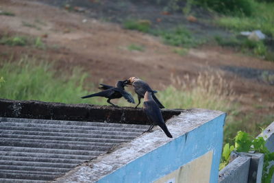 Bird flying over wooden railing