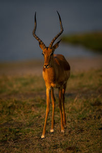 Deer standing on field