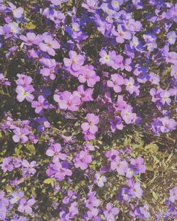 Full frame shot of purple flowers