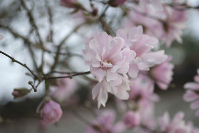 Close-up of pink cherry blossoms