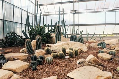 Cactus plants in greenhouse