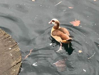 Duck swimming in lake