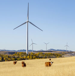 Wind turbines in a field with blue sky