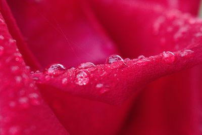 Close-up of wet pink rose flower